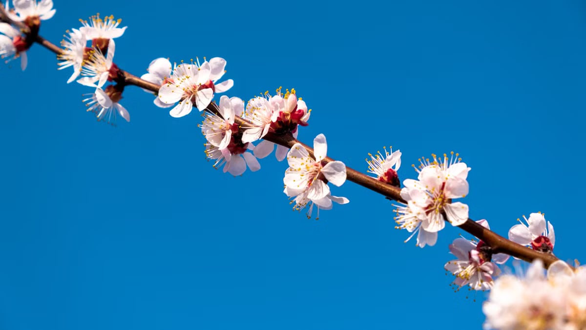 Close-up of cherry blossom branch with vibrant flowers against a clear blue sky.